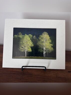 Light and Shadow photo print matted trees